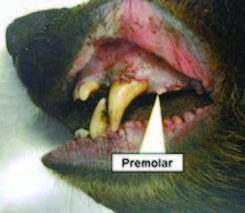 bear_premolar