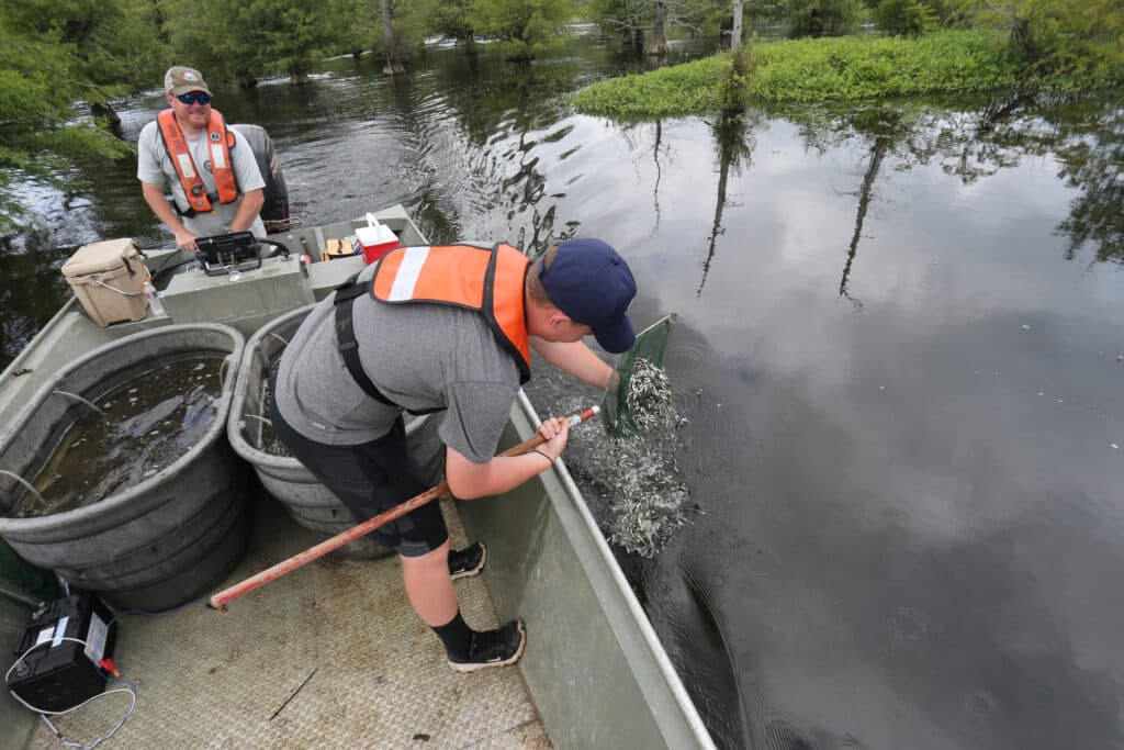 AGFC workers stock Florida bass fingerlings in Millwood Lake in southwest Arkansas.